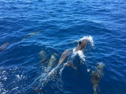 About 30 dolphins were playing around the boat for more than half an hour
